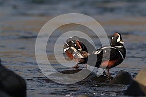 Harlequin Duck (Histrionicus histrionicus)  Iceland