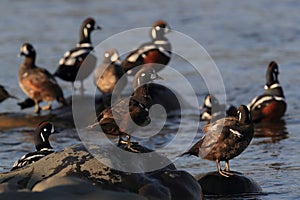 Harlequin Duck (Histrionicus histrionicus)  Iceland