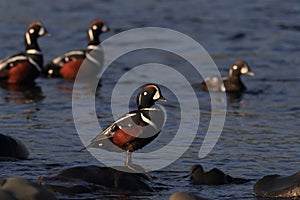 Harlequin Duck (Histrionicus histrionicus)  Iceland