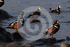 Harlequin Duck (Histrionicus histrionicus)  Iceland