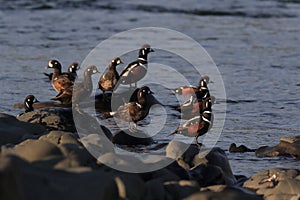 Harlequin Duck (Histrionicus histrionicus)  Iceland