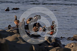 Harlequin Duck (Histrionicus histrionicus)  Iceland