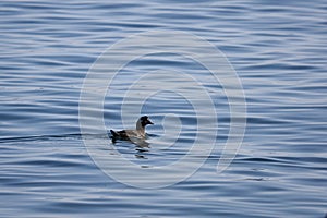 Harlequin duck Histrionicus histrionicus swimming on calm blue sea surface. Wild diving duck in natural habitat.