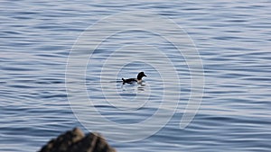 Harlequin duck Histrionicus histrionicus swimming on calm blue sea water surface. Wild diving duck in natural habitat.
