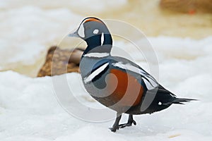 The harlequin duck (Histrionicus histrionicus) photo