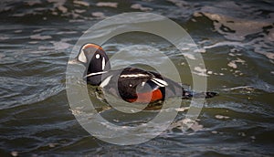 Harlequin Duck Swimming