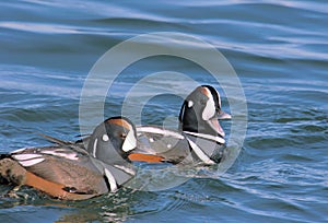 Harlequin Ducks