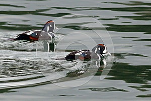 Harlequin Ducks on Green Water