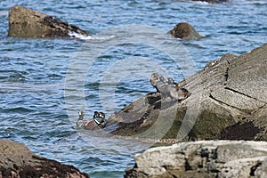 Harlequin ducks Histrionicus histrionicus on coastal rocks. Group of wild ducks in natural habitat.