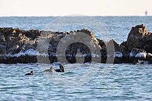 Harlequin ducks Histrionicus histrionicus flock swimming in icy cold sea water on rocky reef background. Group of wild diving du