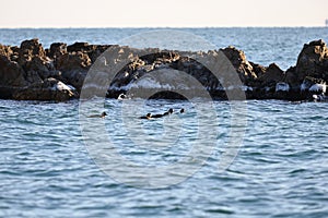 Harlequin ducks Histrionicus histrionicus flock swimming in icy cold sea water on rocky reef background. Group of wild diving du