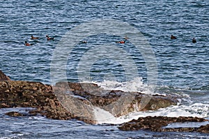 Harlequin ducks Histrionicus histrionicus flock swimming on the sea surface. Group of wild ducks in natural habitat.