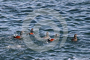 Harlequin ducks Histrionicus histrionicus flock swimming on the sea surface. Group of wild ducks in natural habitat.
