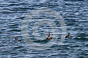 Harlequin ducks Histrionicus histrionicus flock swimming on the sea surface. Group of wild ducks in natural habitat.