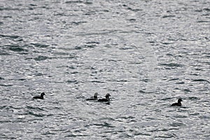Harlequin ducks Histrionicus histrionicus flock swimming on the sea surface. Group of wild ducks in natural habitat.