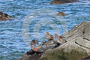 Harlequin ducks Histrionicus histrionicus flock swimming in sea water and sitting on coastal rocks. Group of wild ducks in natur