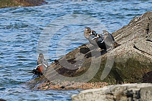 Harlequin ducks Histrionicus histrionicus sitting on coastal rocks closeup. Group of wild ducks in natural habitat.