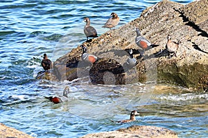 Harlequin ducks Histrionicus histrionicus sitting on coastal rocks and swimming in transparent sea water closeup. Group of wild