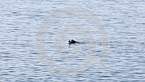 Harlequin ducks Histrionicus histrionicus swimming on the sea surface. Group of wild ducks in natural habitat. Sunny autumn day,