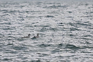 Harlequin ducks Histrionicus histrionicus swimming on the sea surface. Two drakes on the water. Group of wild ducks in natural h