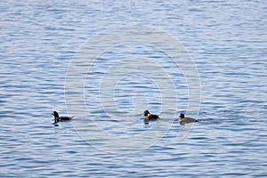 Harlequin ducks Histrionicus histrionicus swimming on the sea surface. Two ducks follow the drake. Group of wild ducks in natura