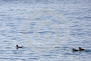 Harlequin ducks Histrionicus histrionicus swimming on the sea surface. Two ducks following the drake. Group of wild ducks in nat