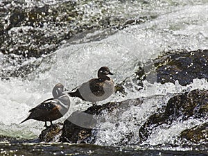 Harlequin Ducks LeHardy Rapids Yellowstone Park river