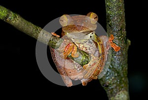 Harlequin flying frog