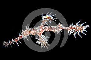 Harlequin Ghost Pipefish