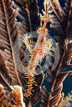 Harlequin Ghost Pipefish