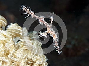 Harlequin ghost pipefish