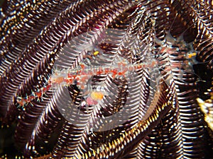 Harlequin ghost pipefish camouflaged against its host crinoid 02