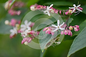 Harlequin glory-bower, Clerodendrum trichotomum, flowers and buds