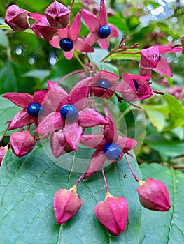 Harlequin Glorybower Clerodendrum trichotomum flowers