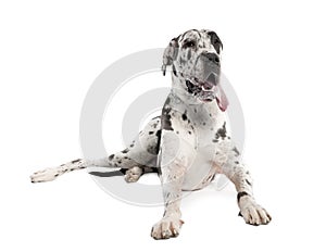 Harlequin Great Dane (18 months old)