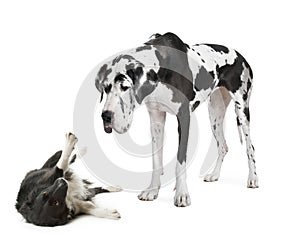 Harlequin Great Dane (4 years) looking down at a