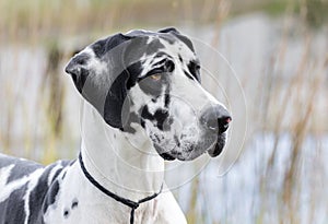 Harlequin Great Dane dog