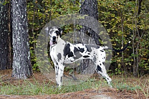 Harlequin Great Dane dog