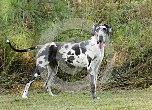 Harlequin Great Dane dog