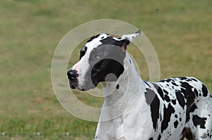 Harlequin Great Dane Dog