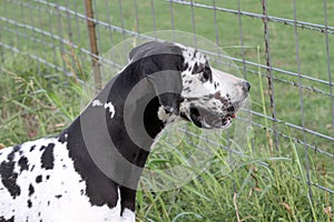 Harlequin Great Dane at fence