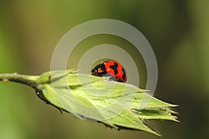 Harlequin ladybird