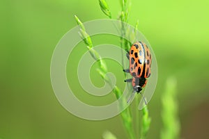 Harlequin ladybird