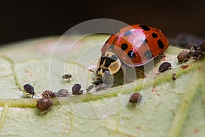 Harlequin ladybird & x28;Harmonia axyridis& x29; adult eating aphid
