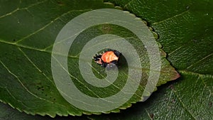 Harlequin ladybird larva shedding outer skin to begin pupa phase