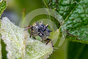 Harlequin ladybird larvae eating aphid on apple tree leaf