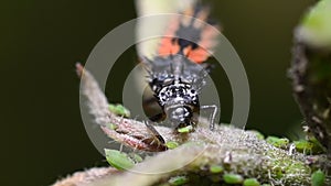 Harlequin ladybird larvae feasting on aphid greenfly