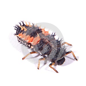 Harlequin Ladybird Larvae (Harmonia axyridis)