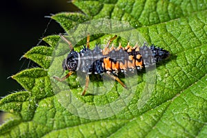 Harlequin Ladybird larvae - Harmonia axyridis, Worcestershire, England