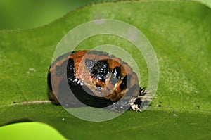 Harlequin Ladybird Pupa